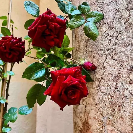 House Of Magic - Due Torri *