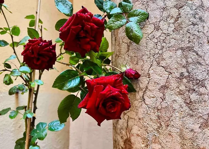 House Of Magic - Due Torri *